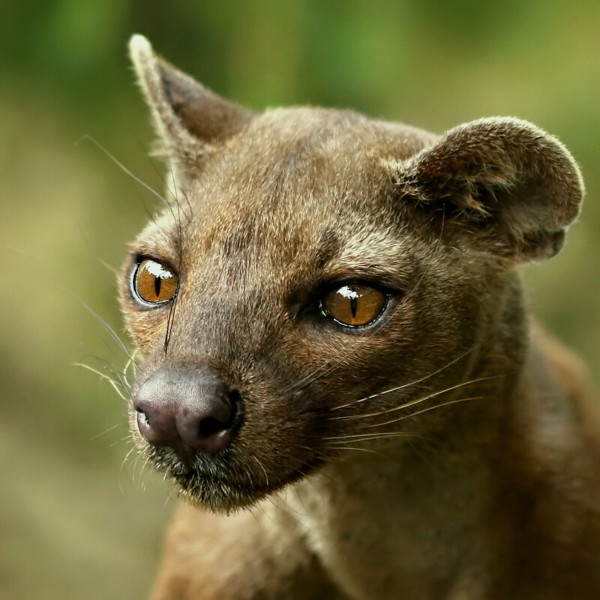 Name:  Fossa.jpg
Views: 406
Size:  75.7 KB