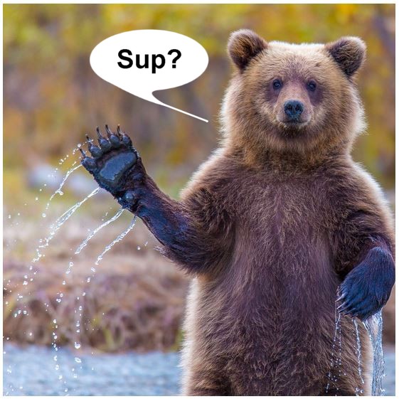Name:  supbear.JPG
Views: 383
Size:  91.2 KB