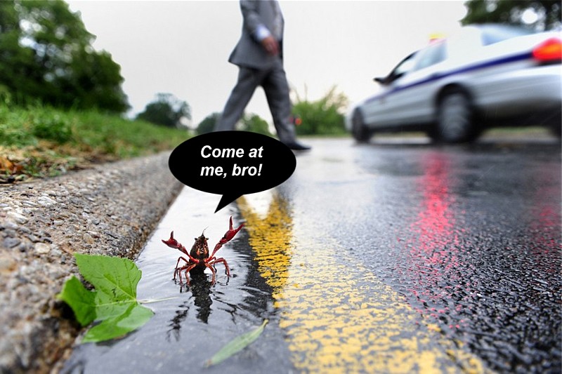 Name:  crawfishintherain.jpg
Views: 685
Size:  118.1 KB