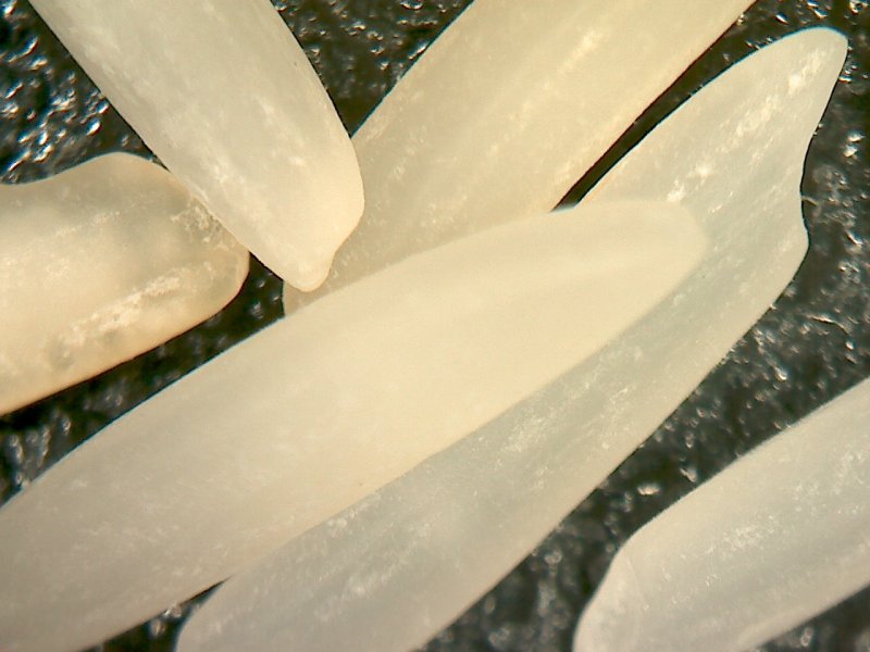 Name:  white rice small.jpg
Views: 645
Size:  65.3 KB