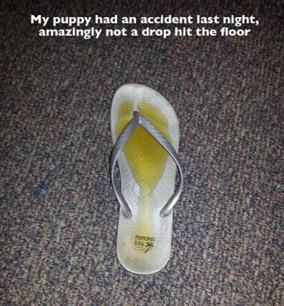 Name:  not an accident.jpg
Views: 305
Size:  111.9 KB