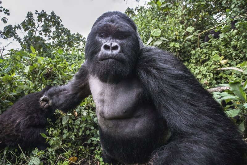 Name:  1_CATERS_GORILLA_PUNCH_03 small.jpg
Views: 598
Size:  155.2 KB