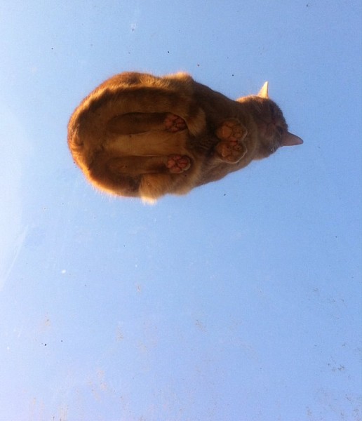 Name:  Cat on the skylight.jpg
Views: 372
Size:  45.1 KB