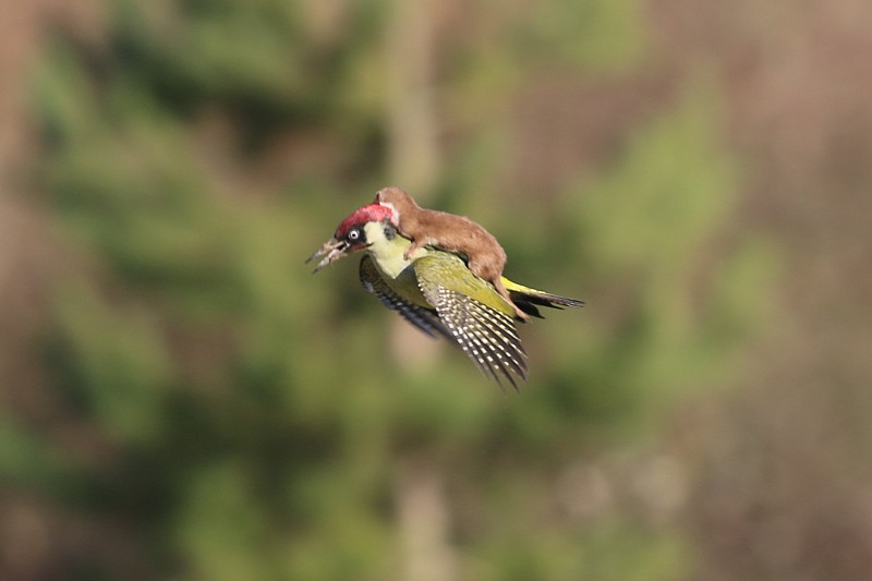 Name:  Incredible_photo_shows_a_weasel_on_a_woodpeckersmall.jpg
Views: 535
Size:  55.7 KB