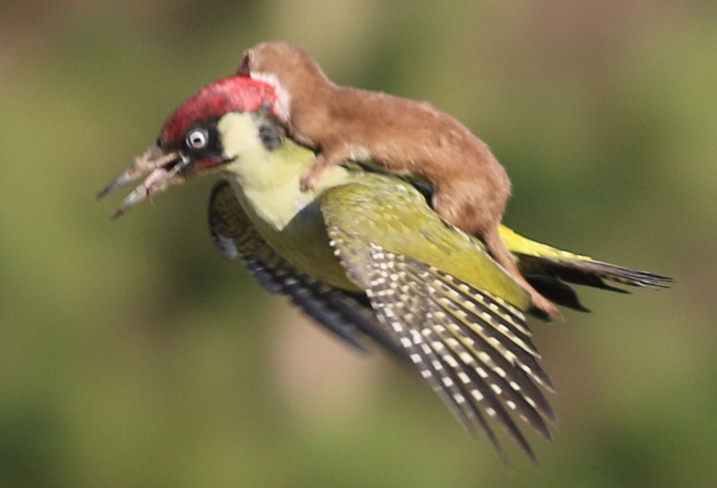 Name:  Incredible_photo_shows_a_weasel_on_a_woodpecker_2.JPG
Views: 522
Size:  62.4 KB