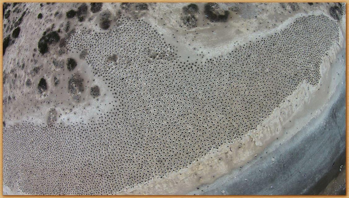 Name:  What it is.jpg
Views: 1625
Size:  175.0 KB