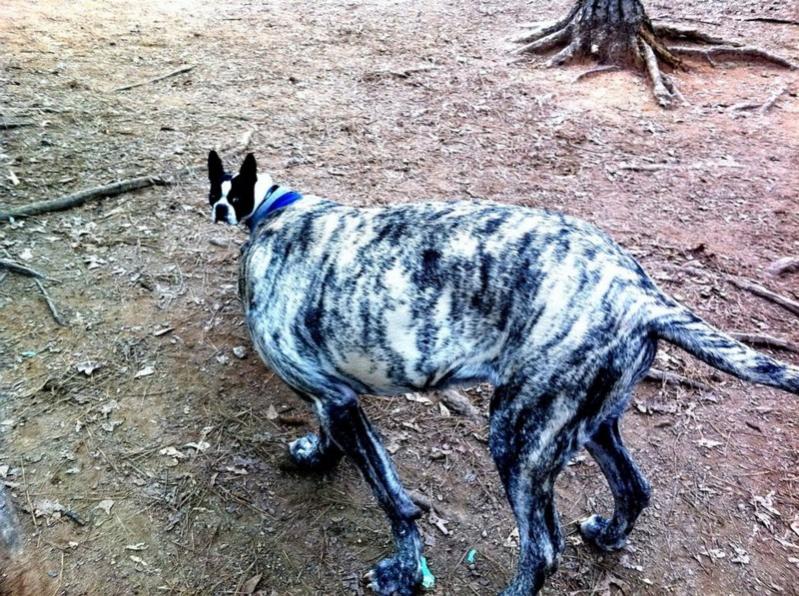 Name:  twodogsonemoment.jpg
Views: 1424
Size:  138.3 KB