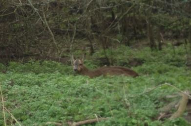 Name:  Roe Deer.JPG
Views: 264
Size:  25.9 KB
