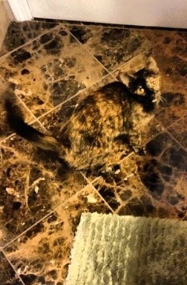 Name:  catoflage1.JPG
Views: 1270
Size:  53.9 KB
