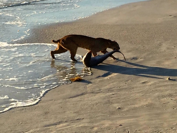 Name:  Bobcat dragging a shark outta the ocean.jpeg
Views: 6995
Size:  141.9 KB