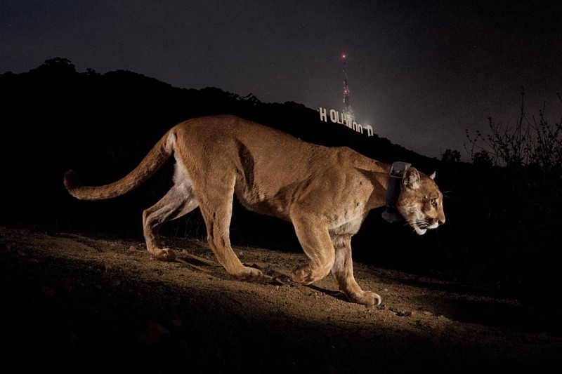 Name:  photo-by-steve-winternational-geographic-creative-1024x682.jpg
Views: 827
Size:  73.1 KB