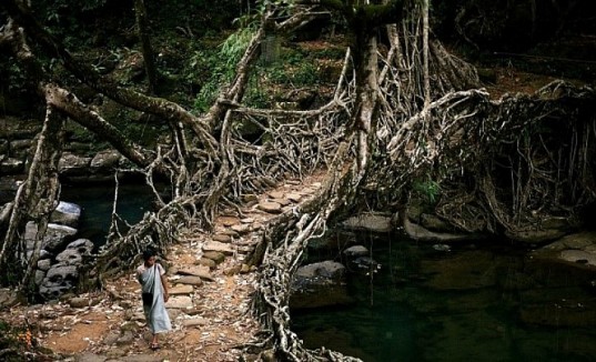 Name:  living-root-bridge-cherrapunji-537x326.jpg
Views: 1090
Size:  77.2 KB