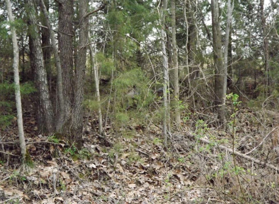 Name:  Find The Turkey.jpg
Views: 2492
Size:  157.1 KB