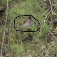 Name:  Turkey.JPG
Views: 2358
Size:  16.3 KB
