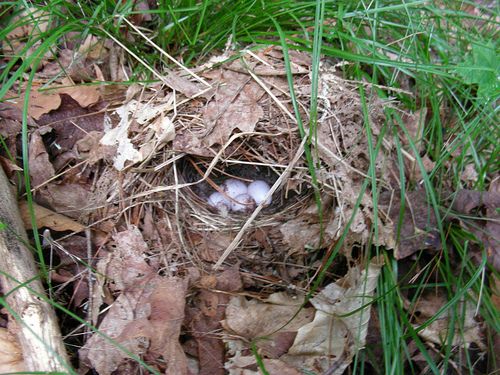 Name:  Ovenbird-nest--Kent-McFarland.jpg
Views: 343
Size:  64.6 KB