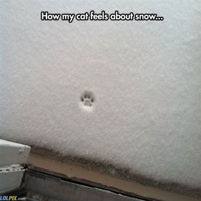 Name:  How_My_Cat_Feels.jpg
Views: 842
Size:  55.3 KB