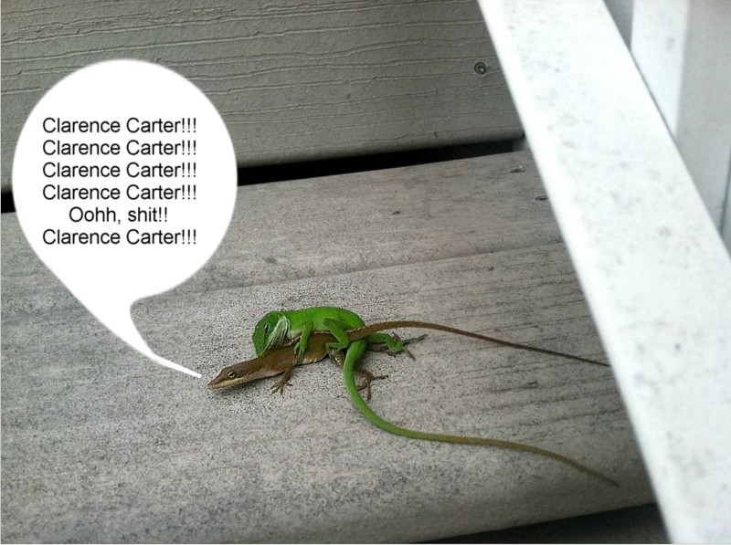 Name:  springtimeanoles.jpg
Views: 891
Size:  123.5 KB