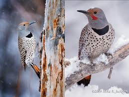 Name:  flickers.jpg
Views: 582
Size:  10.5 KB