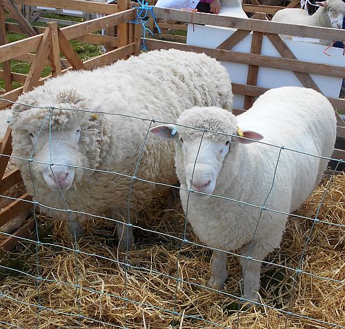 Name:  DSCN1148.jpg
Views: 283
Size:  143.5 KB