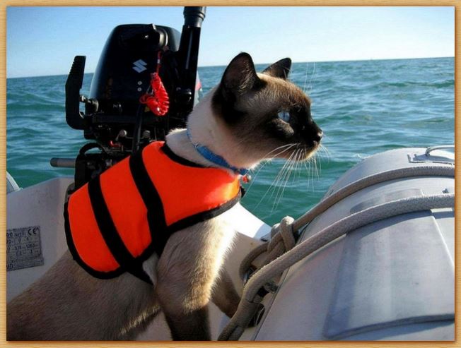 Name:  seacat.JPG
Views: 2263
Size:  59.5 KB