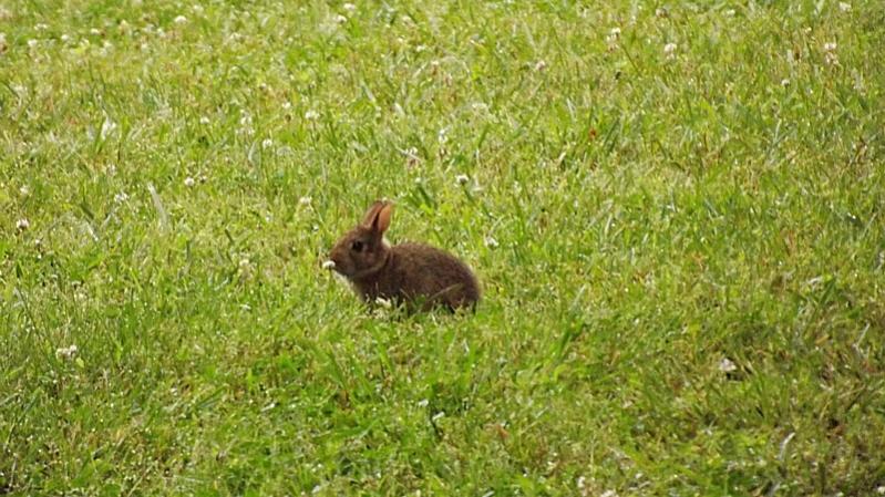 Name:  wabbit.jpg
Views: 4765
Size:  89.2 KB