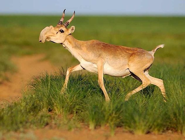 Name:  saiga.jpg
Views: 1116
Size:  46.4 KB