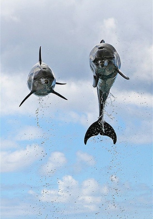 Name:  leapingdolphins.jpg
Views: 3078
Size:  97.5 KB