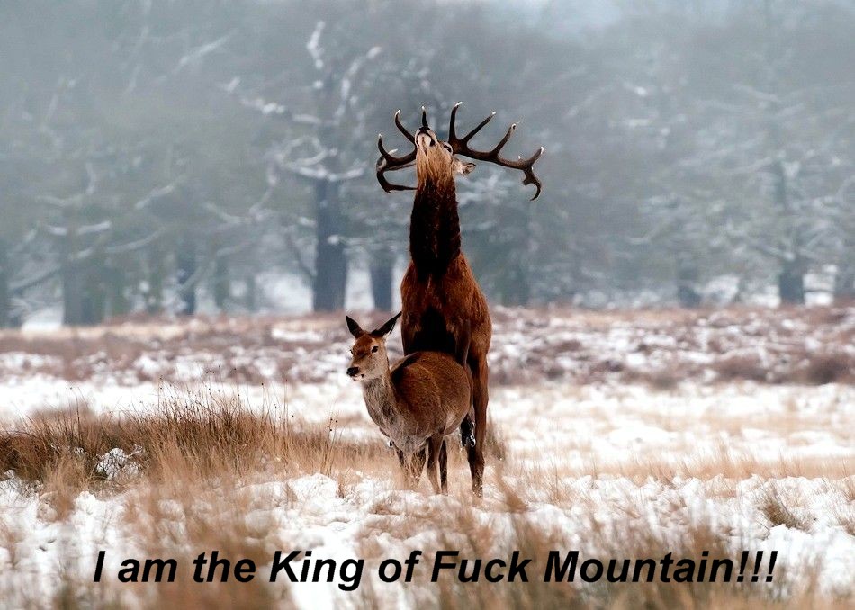 Name:  callofthewild.jpg
Views: 1429
Size:  149.9 KB