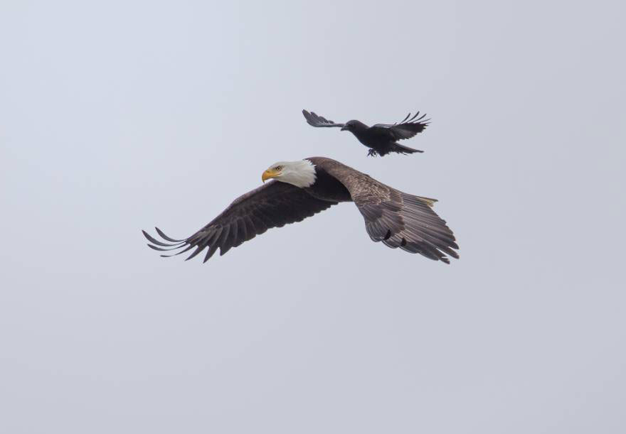 Name:  crow-riding-1.jpg
Views: 1183
Size:  27.4 KB