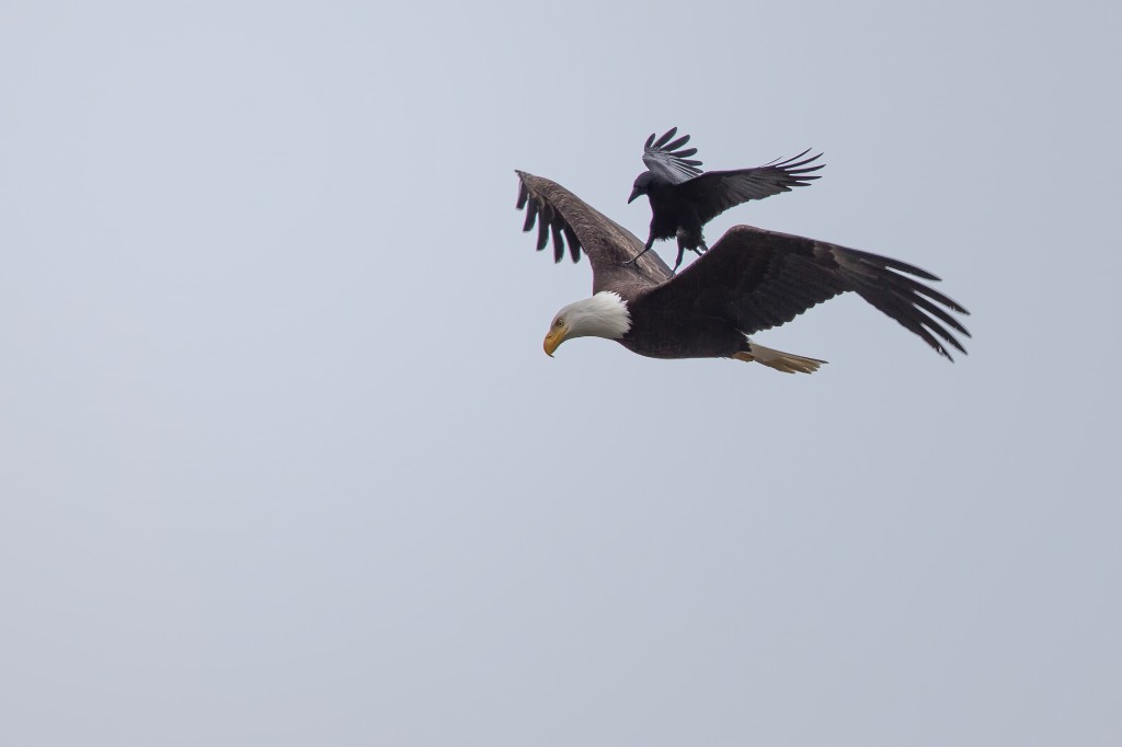 Name:  crow-riding-2.jpg
Views: 1179
Size:  32.0 KB