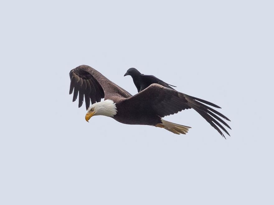 Name:  crow-riding-3.jpg
Views: 1206
Size:  36.8 KB