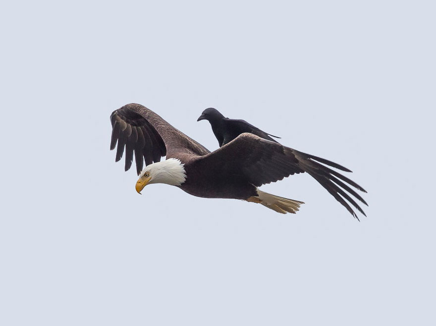 Name:  crow-riding-3.jpg
Views: 710
Size:  36.8 KB