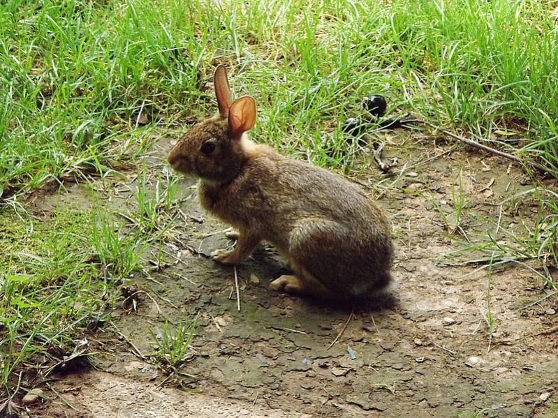 Name:  bunny wabbit.jpg
Views: 299
Size:  154.7 KB