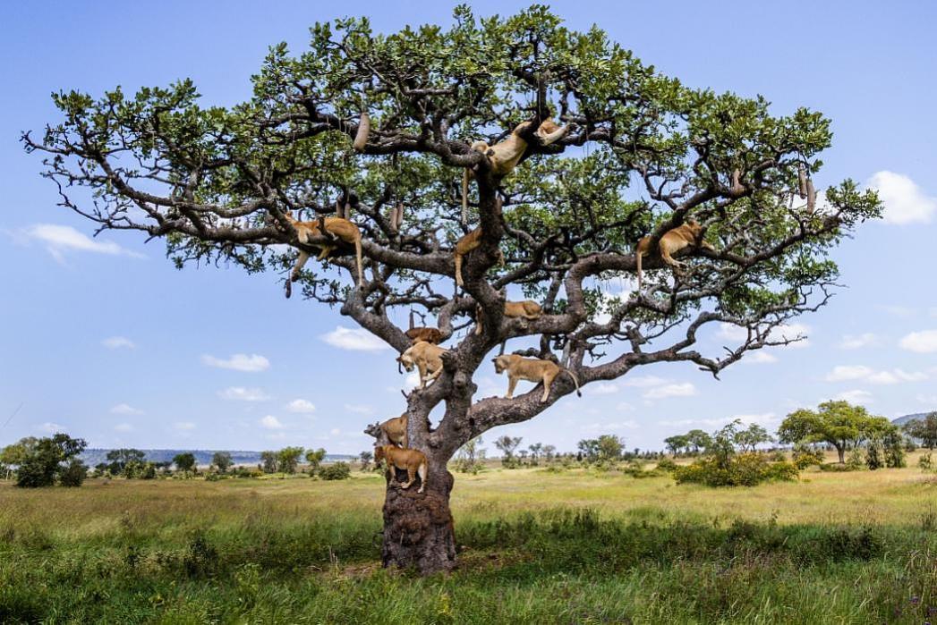 Name:  tree lions.jpg
Views: 2263
Size:  159.2 KB