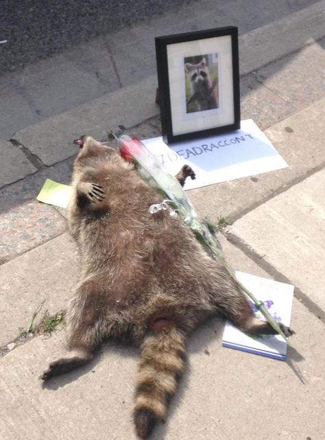 Name:  raccoonanus.JPG
Views: 4140
Size:  61.3 KB