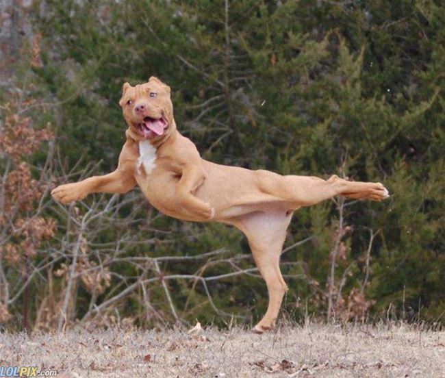Name:  Fabulous_Dog.jpg
Views: 2316
Size:  66.2 KB