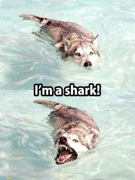 Name:  Im_A_Shark.jpg
Views: 851
Size:  72.1 KB
