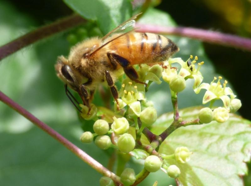 Name:  Bee small P1000804.jpg
Views: 1772
Size:  50.9 KB