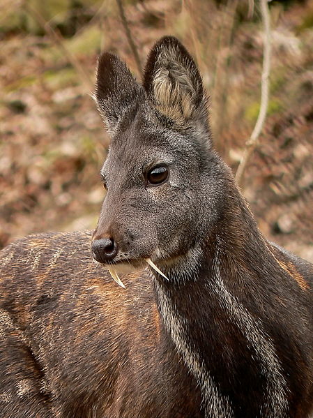 Name:  Moschus_moschiferus_in_Plzen_zoo_(12.02.2011).jpg
Views: 4608
Size:  83.1 KB