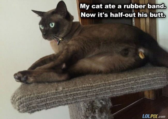 Name:  Ate_A_Rubber_Band.jpg
Views: 1148
Size:  37.7 KB