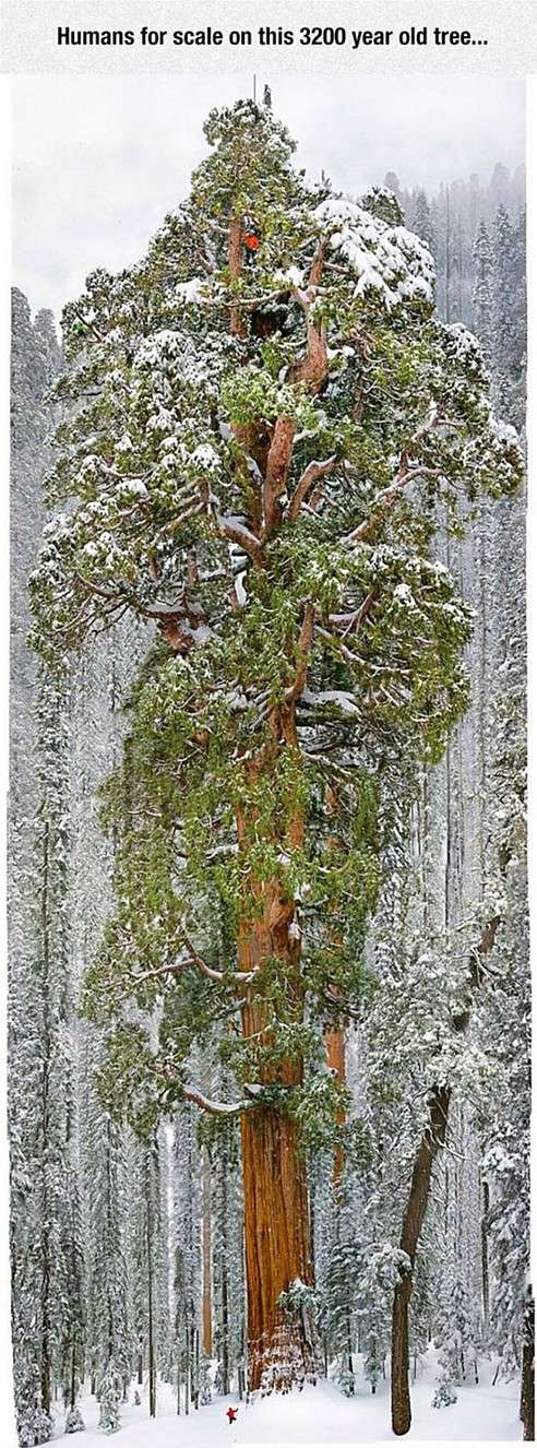 Name:  Prefix_11Old_TreeSuffix.jpg
Views: 562
Size:  173.6 KB