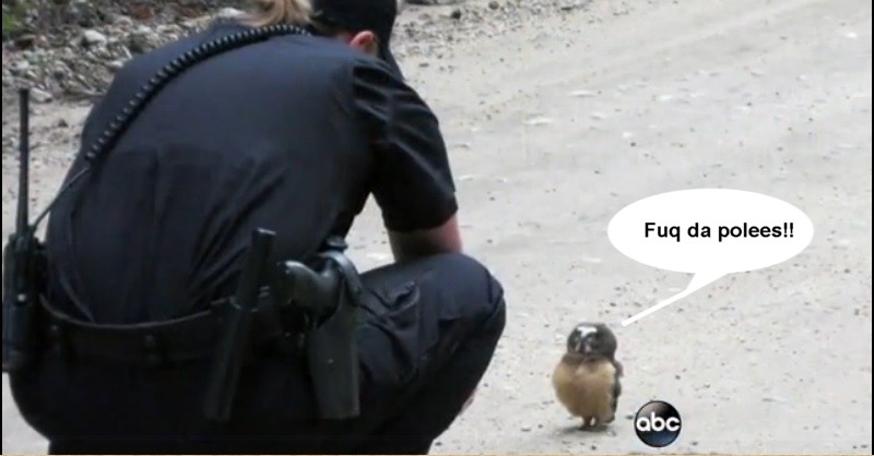 Name:  bold owl.jpg
Views: 872
Size:  57.6 KB