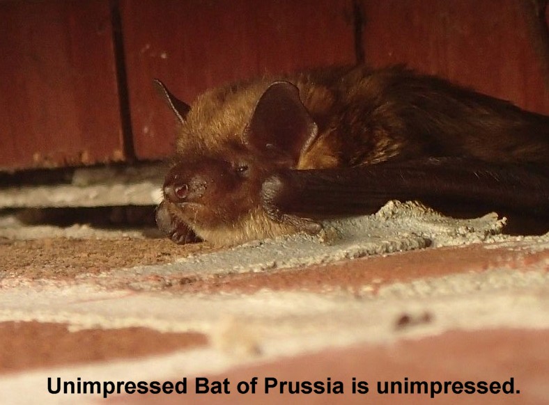 Name:  batofprussia.jpg
Views: 858
Size:  118.7 KB