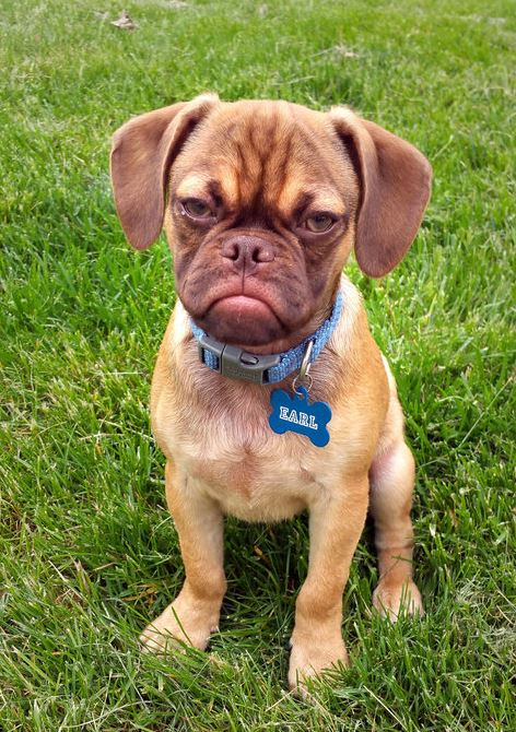 Name:  Earl The Grumpy Puppy.JPG
Views: 922
Size:  107.4 KB