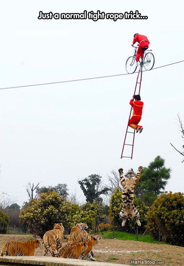 Name:  Normal_Tight_Rope_Trick.jpg
Views: 273
Size:  68.1 KB