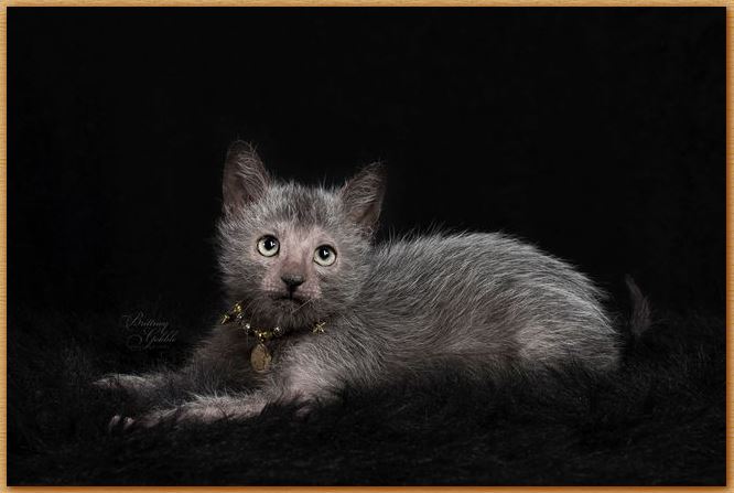 Name:  Lykoi Cat.JPG
Views: 2335
Size:  42.1 KB