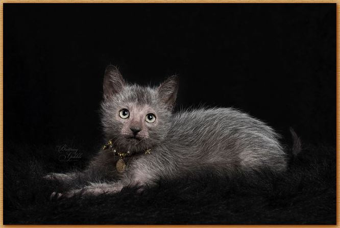 Name:  Lykoi Cat.JPG
Views: 2223
Size:  42.1 KB