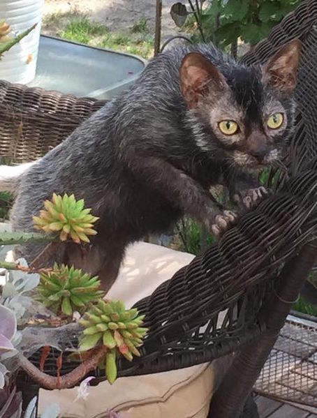 Name:  8-month-old_male_Lykoi.jpg
Views: 6193
Size:  63.7 KB