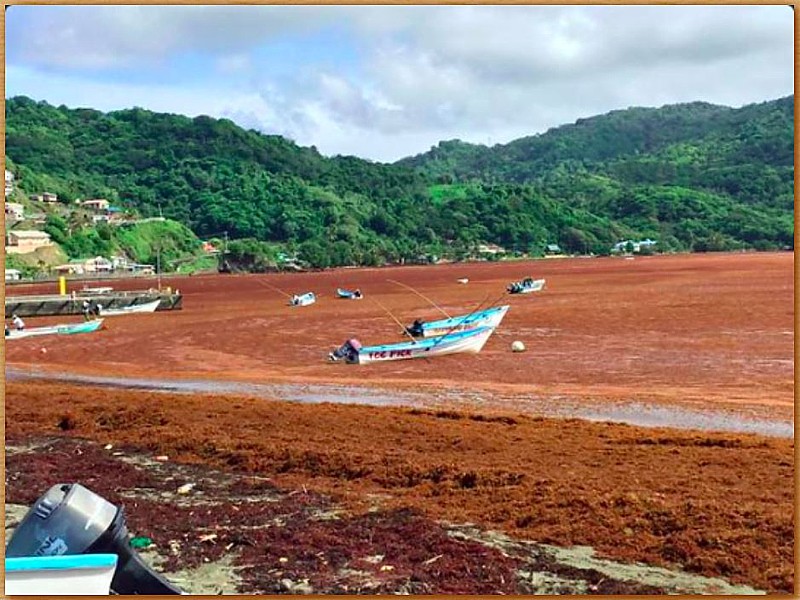 Name:  Speyside Tobago seaweed.JPG
Views: 194
Size:  157.4 KB