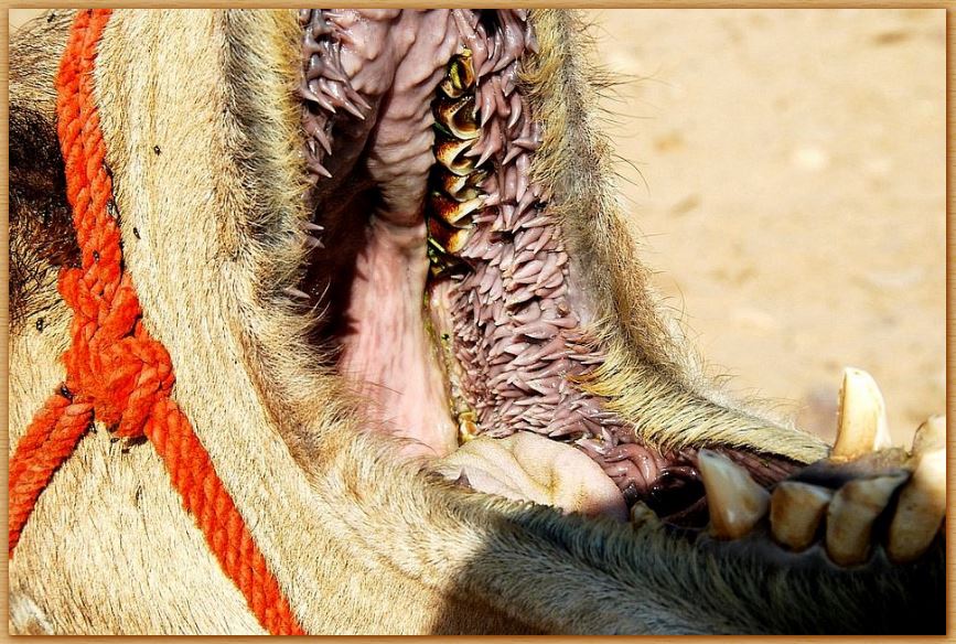 Name:  camelmouth.JPG
Views: 386
Size:  141.8 KB